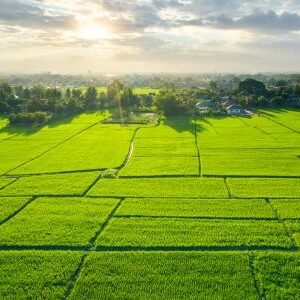 Farm in Lucknow